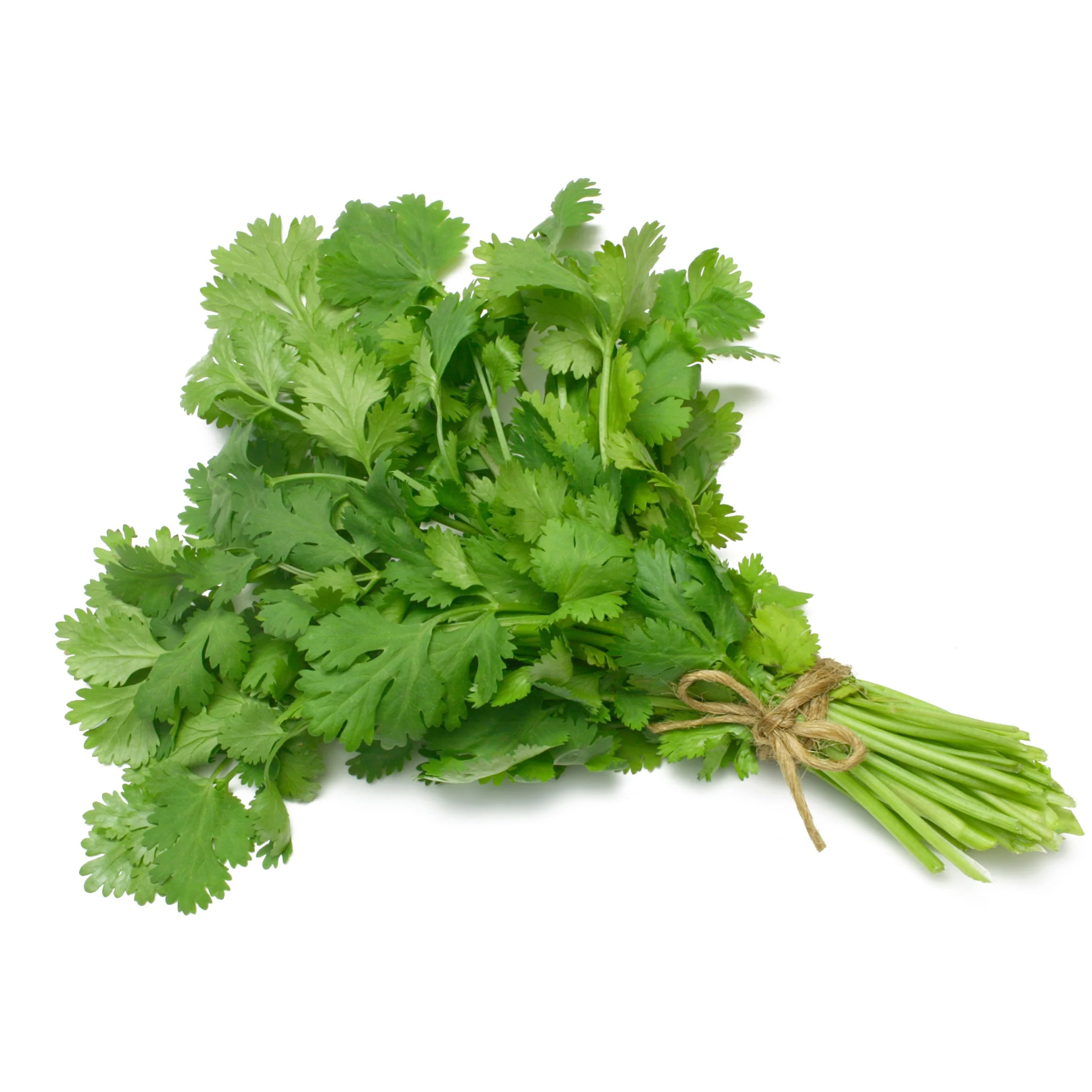 Cilantro 1 bunch item# vg009