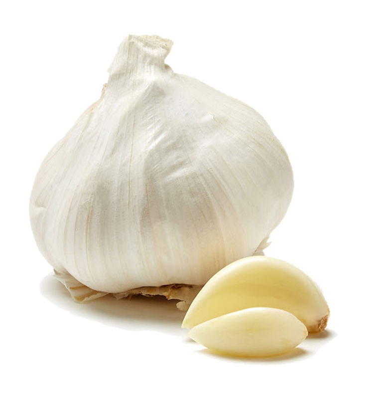 Garlic 1 sleeve item# vg16